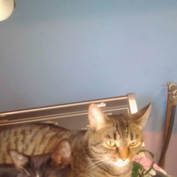 Meet your Posher, Franklin - Picture 1 of 1